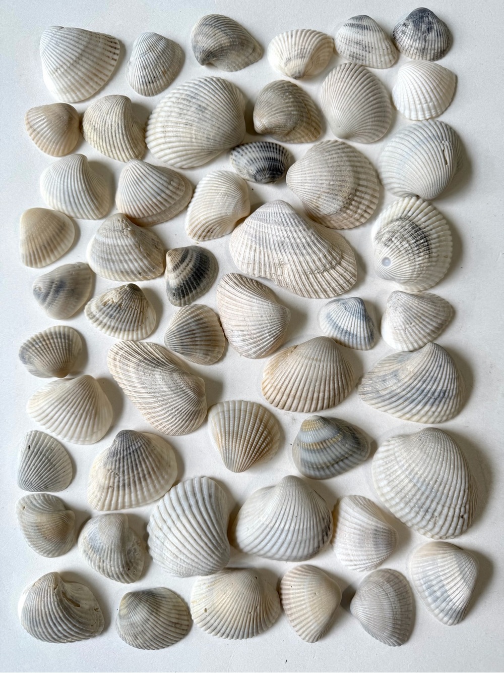 Seashells 50 Ark Clam Shells 1-1/4” to 2-3/4” Light Gray Beach Arts Crafts Decor
